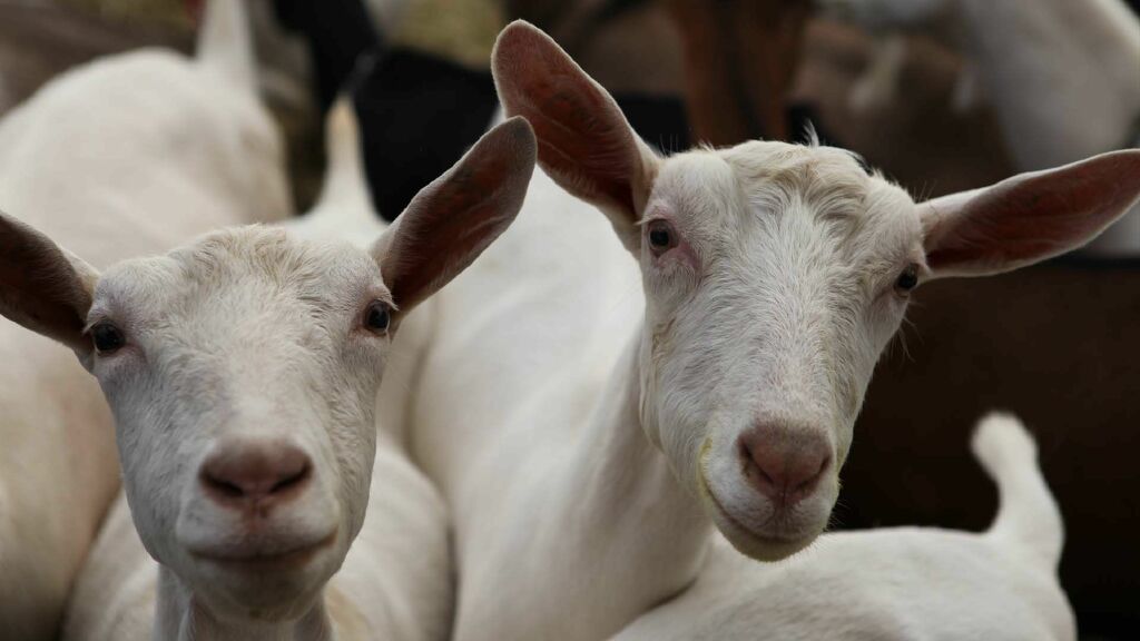 The Wonderful World Of Goats